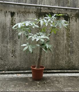 （分類：）位於 。 由 simon1997ng 提交（商品編號 1330598381，圖片 1）。簡介： 。
