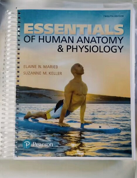 Essentials of Human Anatomy & Physiology, 12th Edition, Hobbies & Toys ...