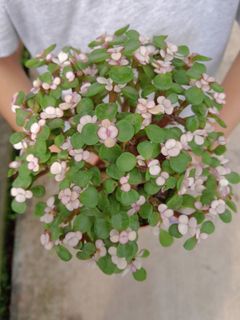 (Category: ) located in . Submitted by sg_homegardening (Listing ID 1330545286, Image 1). Description: .