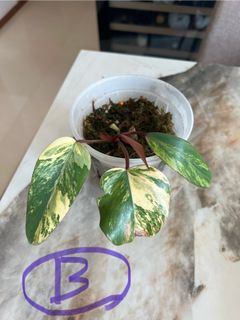 (Category: ) located in . Submitted by planterbox.sg (Listing ID 1330607408, Image 1). Description: .