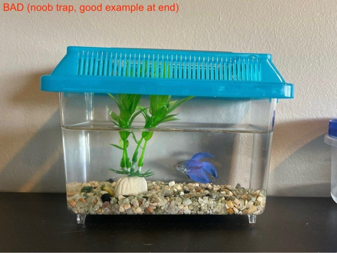 Betta fish container outlet