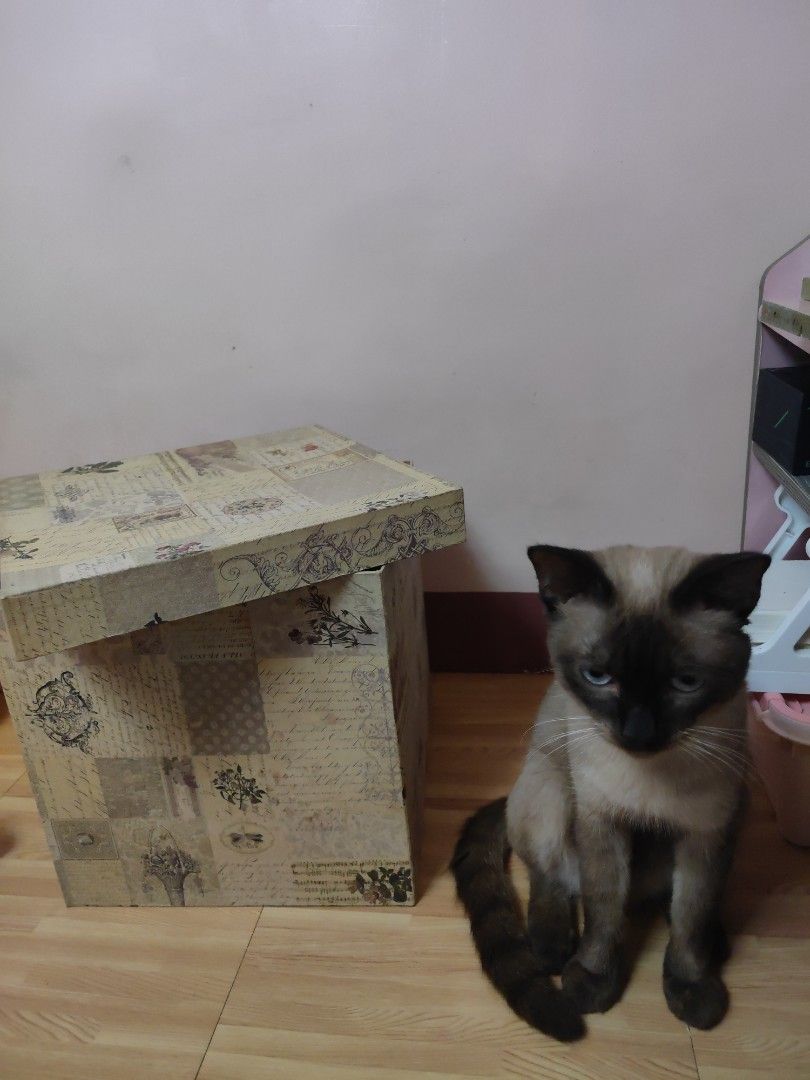 Vintage designed box (Category: Storage Boxes & Baskets) located in Taguig. Submitted by decluttering.ph2020 (Listing ID 1330629400, Image 2). Description: .