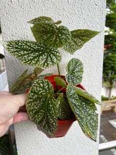 (Category: ) located in . Submitted by plants4you (Listing ID 1330796529, Image 1). Description: .