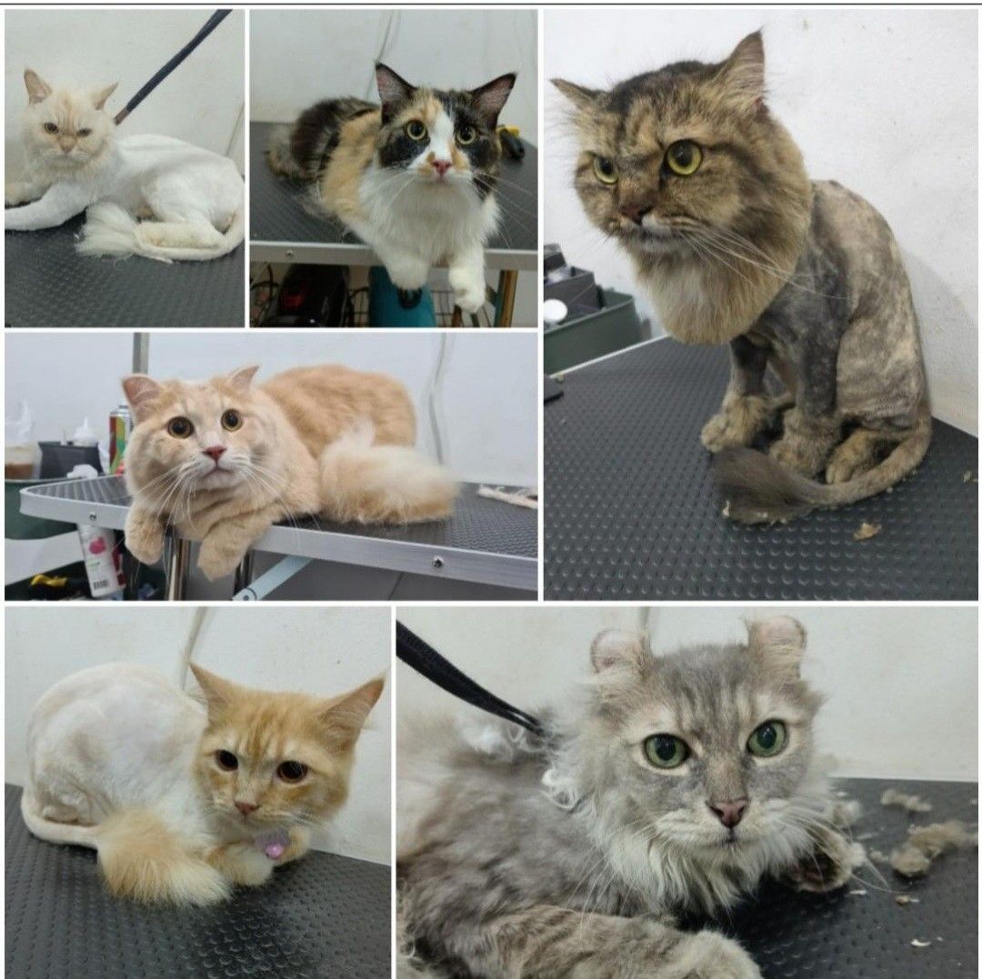 Cat and Kitten Grooming - Woodlands/North (Category: Health & Grooming) located in Singapore. Submitted by petsgalaxysg (Listing ID 1330720733, Image 3). Description: For grooming enquires , please provide us with the following: Name: Transportation : yes / no Address : Cat's name + type of grooming Example : Name: Patricia Transportation: yes Address : 737855, #02-05 1) Oreo - Full Grooming (Package B: Bear Cut) + Deshedding + Teeth Brushing 2) 