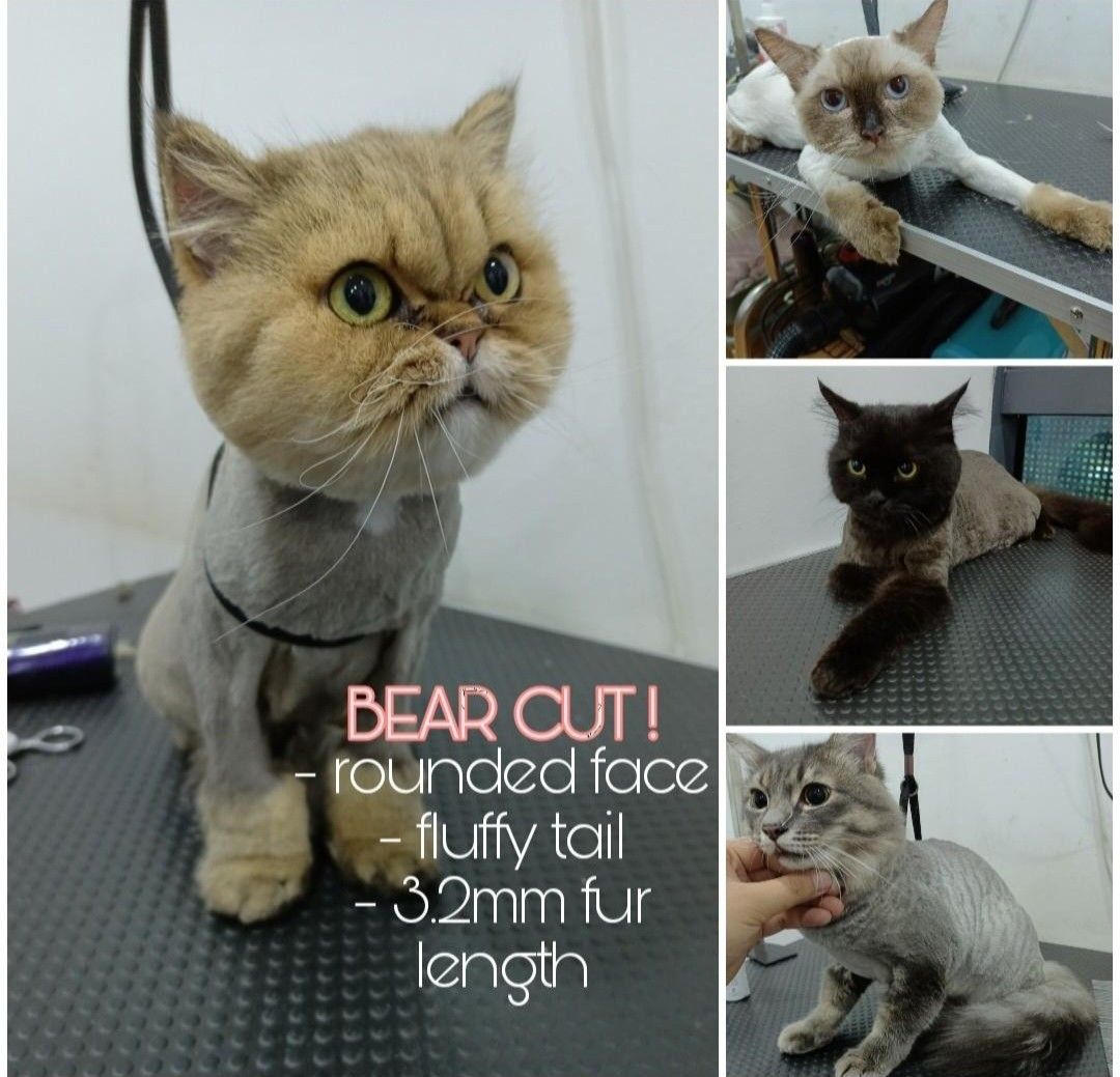 Cat and Kitten Grooming - Woodlands/North (Category: Health & Grooming) located in Singapore. Submitted by petsgalaxysg (Listing ID 1330720733, Image 1). Description: For grooming enquires , please provide us with the following: Name: Transportation : yes / no Address : Cat's name + type of grooming Example : Name: Patricia Transportation: yes Address : 737855, #02-05 1) Oreo - Full Grooming (Package B: Bear Cut) + Deshedding + Teeth Brushing 2) 