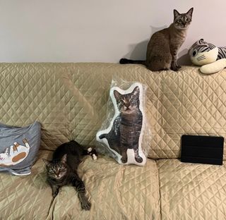(Category: ) located in . Submitted by cashew_nuts (Listing ID 1330802907, Image 1). Description: .