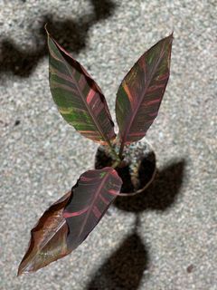 (Category: ) located in . Submitted by isle.of.plants (Listing ID 1330851093, Image 1). Description: .