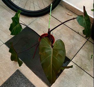 (Category: ) located in . Submitted by plants4you (Listing ID 1330797340, Image 1). Description: .