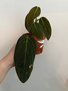 (Category: ) located in . Submitted by plants4you (Listing ID 1330797105, Image 1). Description: .