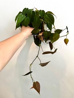 (Category: ) located in . Submitted by plants4you (Listing ID 1330796948, Image 1). Description: .