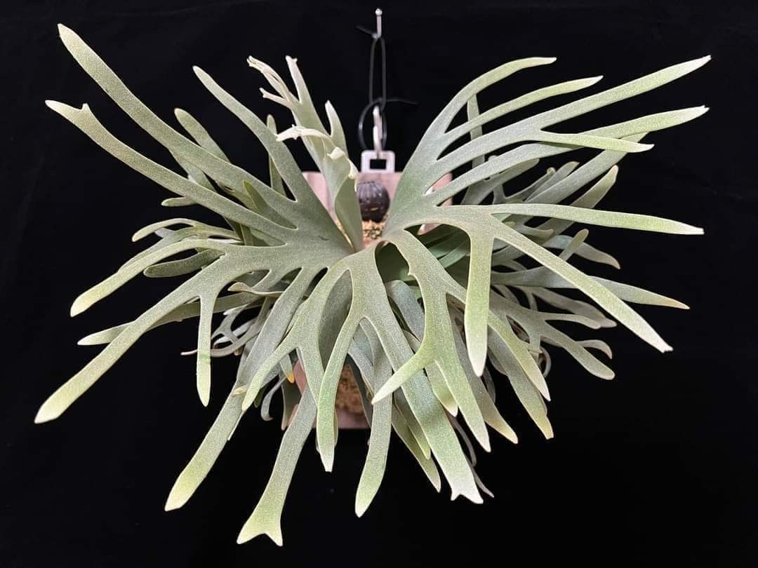 Platycerium willinckii 'Jade Girl' sporelings, Furniture