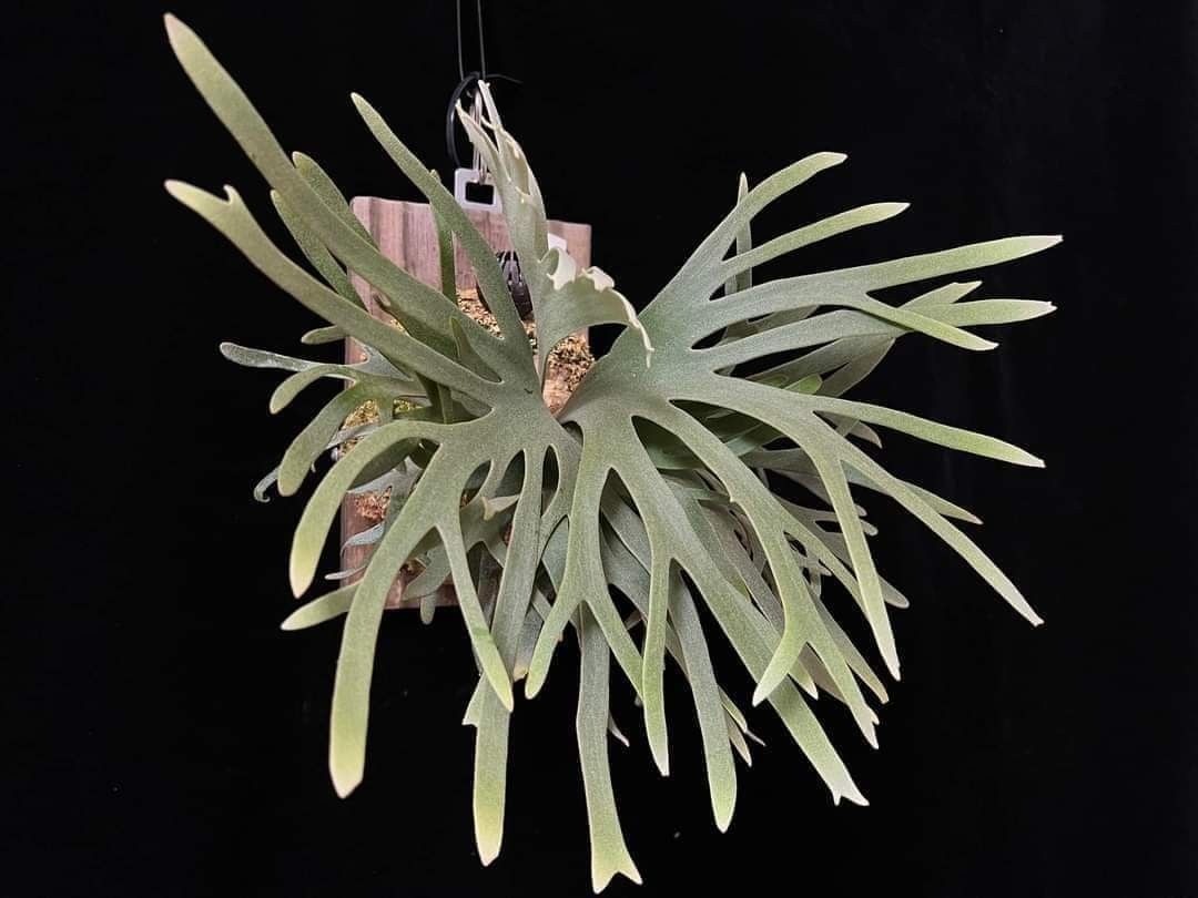 P.willinckii ’Jade Girl’ spore 1202 P.willinckii 'Jade Girl' spore 1202 - メルカリ