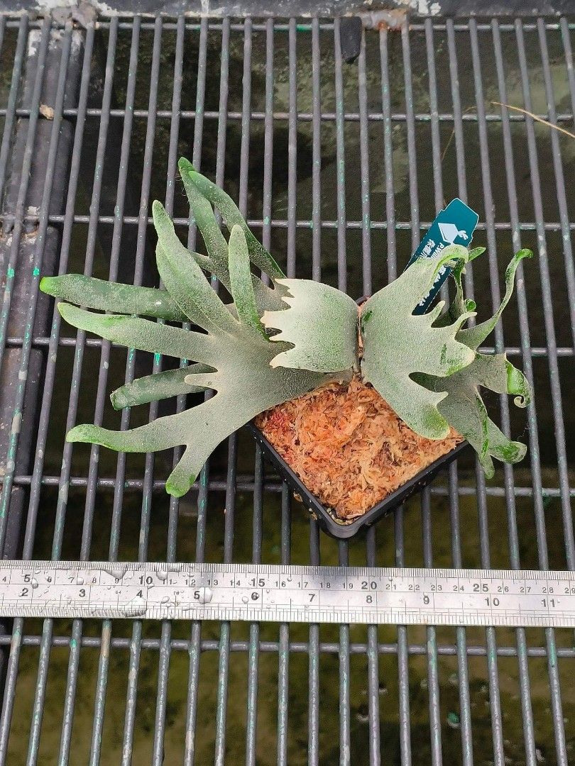P.willinckii ’Jade Girl’ spore 18 P.willinckii 'Jade Girl' spore 18 Platycerium Willinckii