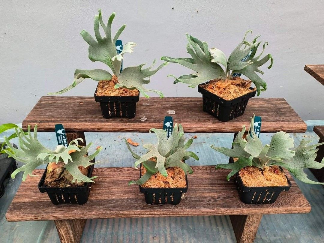 Platycerium willinckii 'Jade Girl' sporelings, Furniture & Home