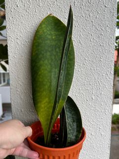 (Category: ) located in . Submitted by plants4you (Listing ID 1330796782, Image 1). Description: .