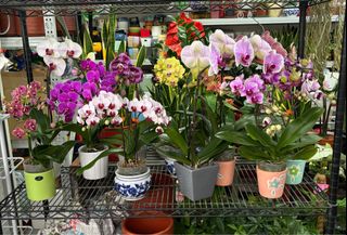 (Category: ) located in . Submitted by l_g_evergreen (Listing ID 1330747573, Image 1). Description: .