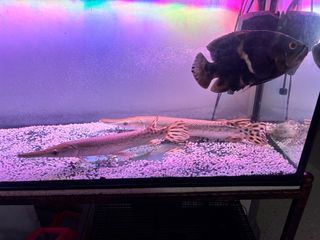 (Category: ) located in . Submitted by izzdaniel93 (Listing ID 1330911714, Image 1). Description: .