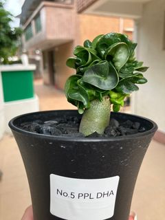 （分類：）位於 。 由 chiwunk 提交（商品編號 1331137752，圖片 1）。簡介： 。