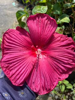 (Category: ) located in . Submitted by sg-rose-corner (Listing ID 1331228921, Image 1). Description: .