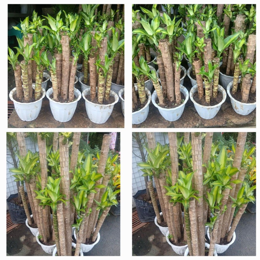 Fortune plant (Category: Plants & Seeds) located in Quezon City. Submitted by cjpadilla (Listing ID 1331060911, Image 2). Description: Corn plants or Fortune plants (dracaena fragrans) are well-known indoor plants for good luck. In some Asian countries, the corn plant is said to be a symbol of luck. If the plant blooms at home, it means one will receive wealth and fortune..