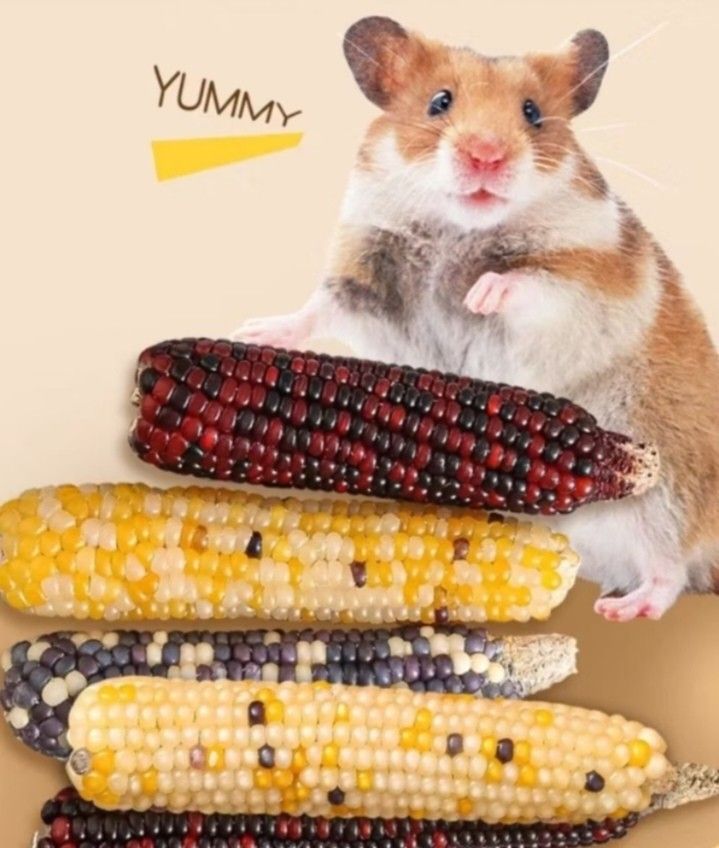 Hamster eating corn store