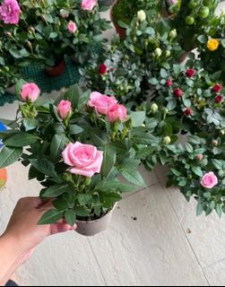 (Category: ) located in . Submitted by closingdownsaleeeee_sg (Listing ID 1331130357, Image 1). Description: .