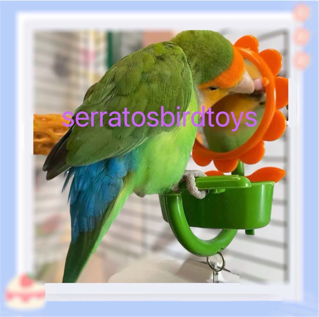 NEW) 鸚鵡鳥雀仔用品花花鏡子樂趣用品訓練道具獎勵解悶學說話互動平台解悶鸚鵡寵物雀仔站桿啃咬玩具玄鳳Cockatiel 愛情鳥