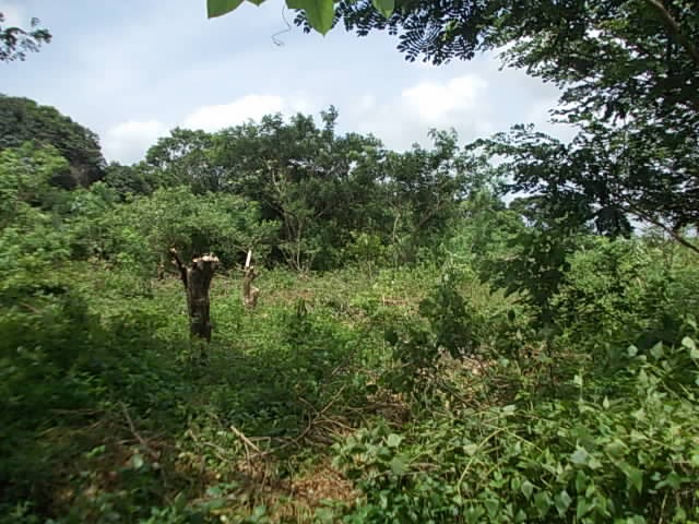 (Category: ) located in . Submitted by israel.malonzo (Listing ID 1209413060, Image 1). Description: .