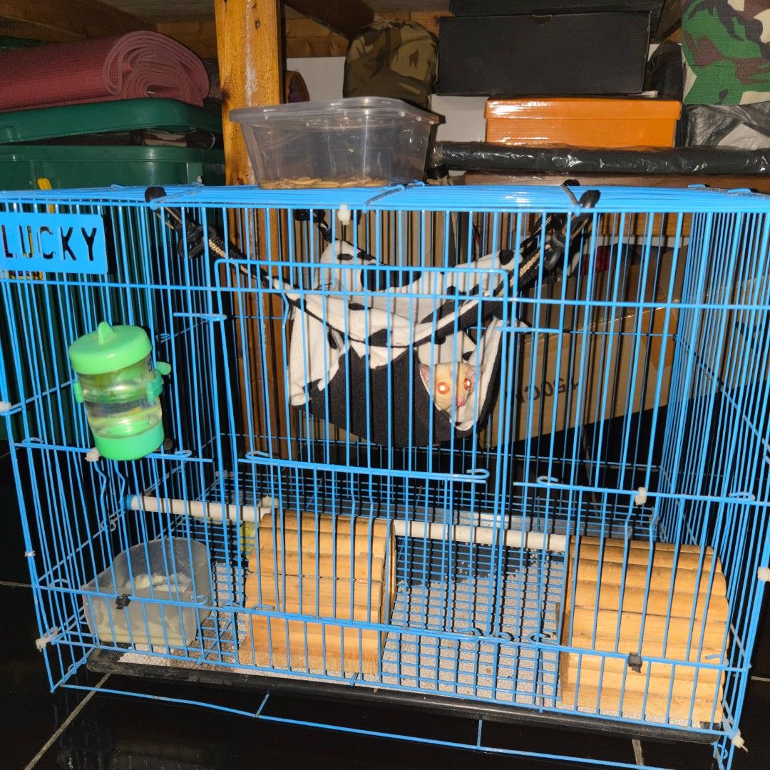 Kandang Sugar Glider - Panduan Lengkap Memilih dan Merawat Hewan Peliharaan Unik Ini