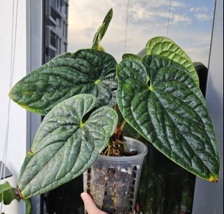 (Category: ) located in . Submitted by rwrshop (Listing ID 1331324834, Image 1). Description: .