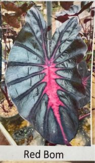(Category: ) located in . Submitted by tomjust5850 (Listing ID 1233974928, Image 1). Description: .