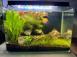 (Category: ) located in . Submitted by hazelchx (Listing ID 1331433745, Image 1). Description: .