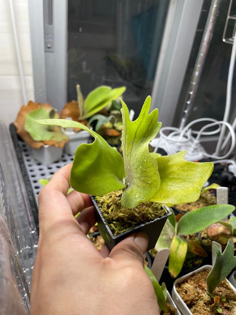 P. willinekii High Shield x willinckii Dwarf Mr. Nook (mix