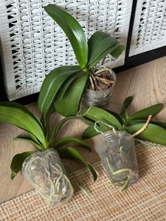 （分類：）位於 。 由 simplifylifehk 提交（商品編號 1331572790，圖片 1）。簡介： 。