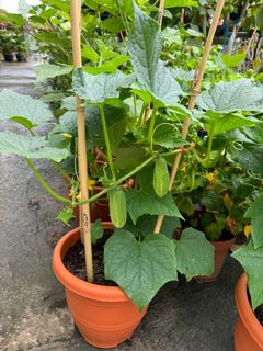 (Category: ) located in . Submitted by gardenfunfarm (Listing ID 1329611210, Image 1). Description: .