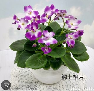 （分類：）位於 。 由 sellring 提交（商品編號 1297845894，圖片 1）。簡介： 。