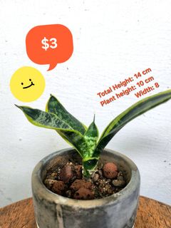 (Category: ) located in . Submitted by houseofsnakeplants (Listing ID 1331579156, Image 1). Description: .
