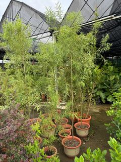 (Category: ) located in . Submitted by gardenfunfarm (Listing ID 1331729623, Image 1). Description: .