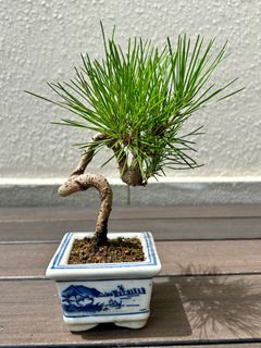 (Category: ) located in . Submitted by kawaiibonsai (Listing ID 1328623859, Image 1). Description: .