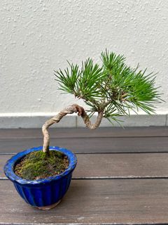 (Category: ) located in . Submitted by kawaiibonsai (Listing ID 1328629086, Image 1). Description: .