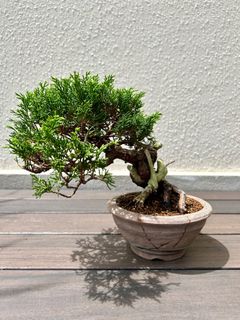 (Category: ) located in . Submitted by kawaiibonsai (Listing ID 1328625610, Image 1). Description: .
