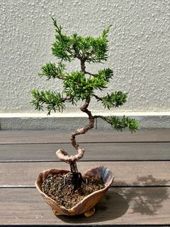 (Category: ) located in . Submitted by kawaiibonsai (Listing ID 1328624951, Image 1). Description: .