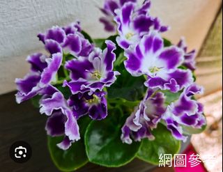 （分類：）位於 。 由 sellring 提交（商品編號 1328075210，圖片 1）。簡介： 。