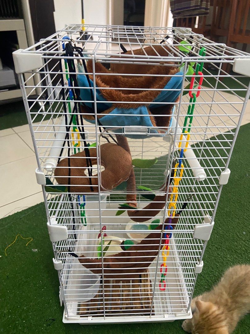 Sangkar sugar glider