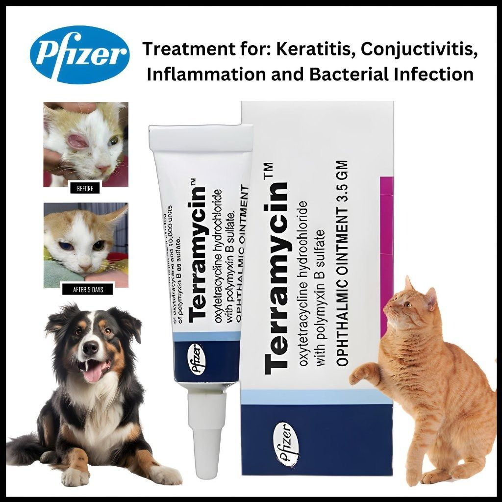 Terramycin eye ointment for cats top