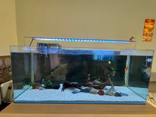 （分類：）位於 。 由 kftcoconut 提交（商品編號 1331758539，圖片 1）。簡介： 。
