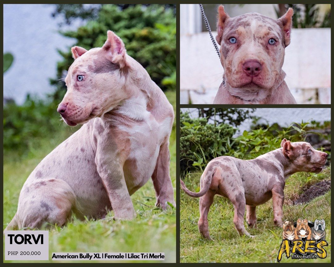 HOT Merle Puppies Merle Bully Dog Merle American Bully Puppy