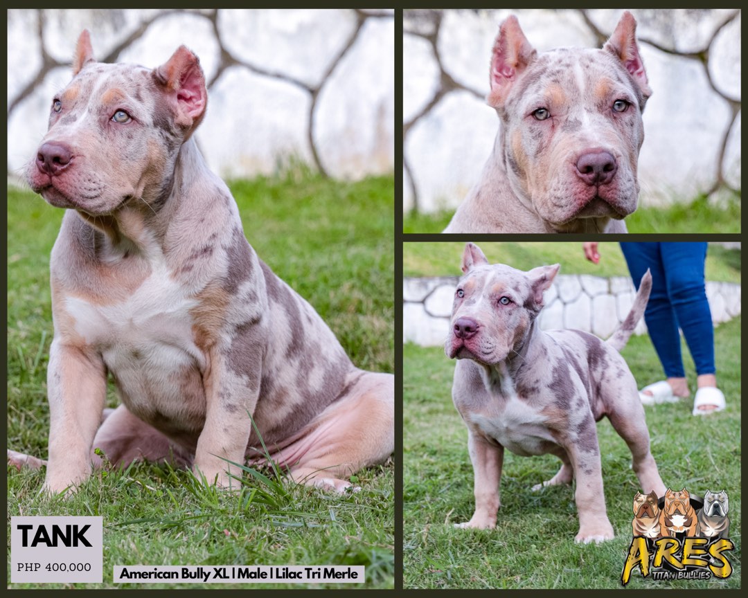 Merle tri bully for sale clearance
