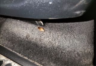 (Category: ) located in . Submitted by jjgaragejj (Listing ID 1331750282, Image 1). Description: .