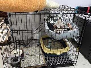 (Category: ) located in . Submitted by pawlobby (Listing ID 1331853634, Image 1). Description: .